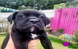 Cane Corso dogs for sale: 💜 gorgeous cane corsos puppies 💜ready in 3 weeks - Image 17