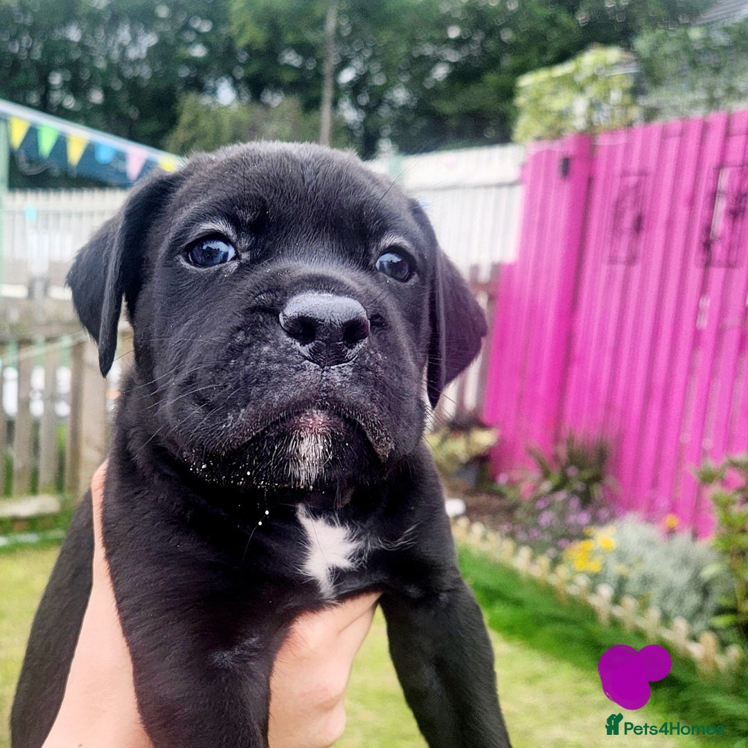 Cane Corso dogs for sale: 💜 gorgeous cane corsos puppies 💜ready in 3 weeks - Image 17