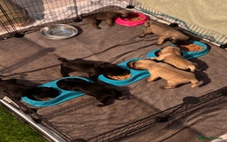 Pug dogs for sale: Puppies - Image 20