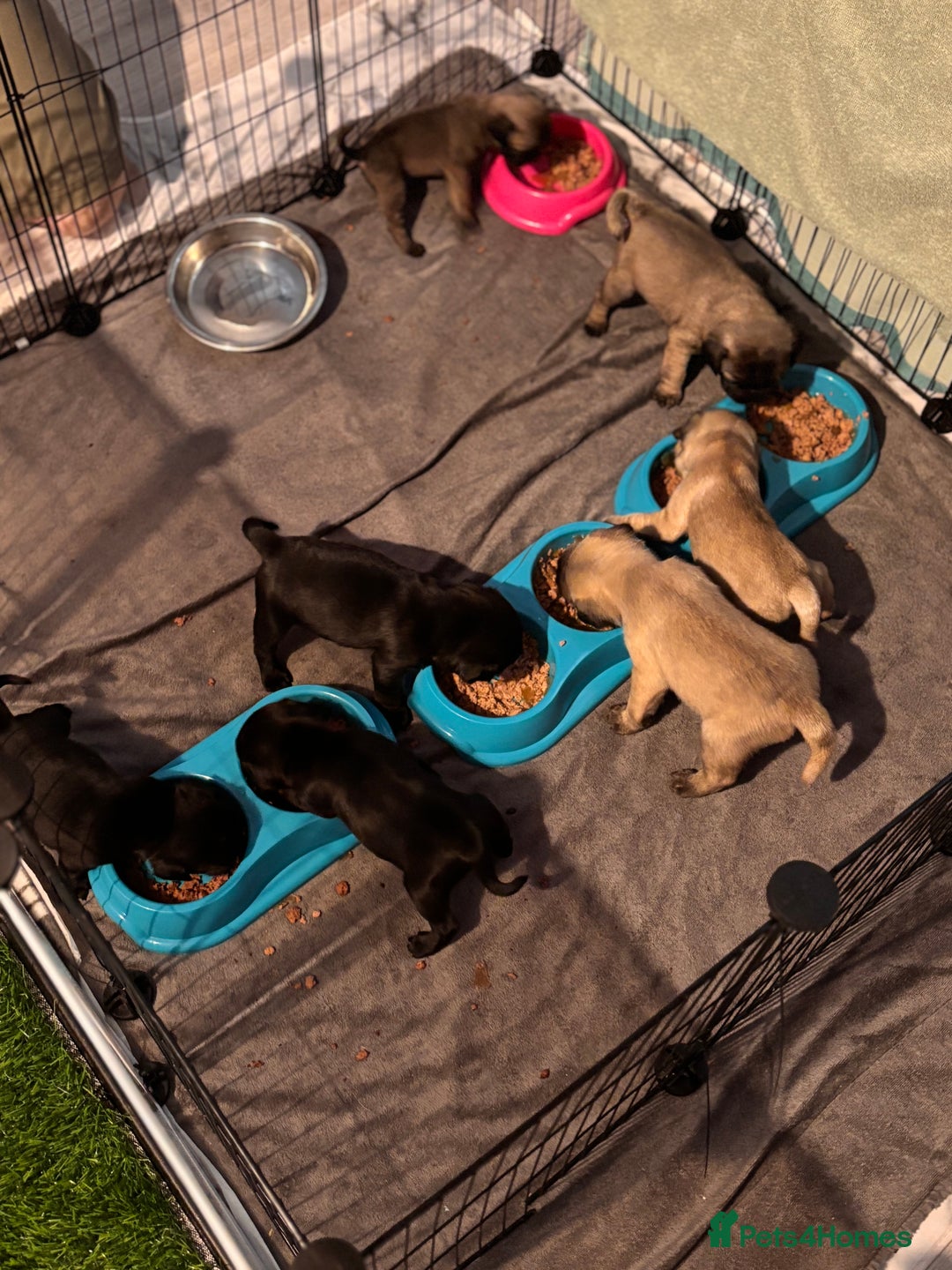 Pug dogs for sale: Puppies - Image 20