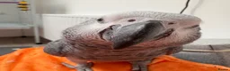 Parrots birds for sale: Beautiful, talking African Grey in Preston - Advert 2