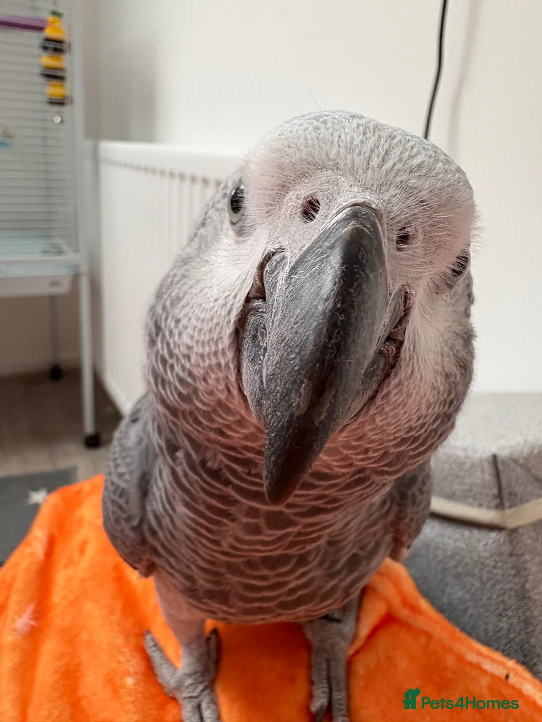 Parrots birds for sale: Beautiful, talking African Grey in Preston - Advert 2