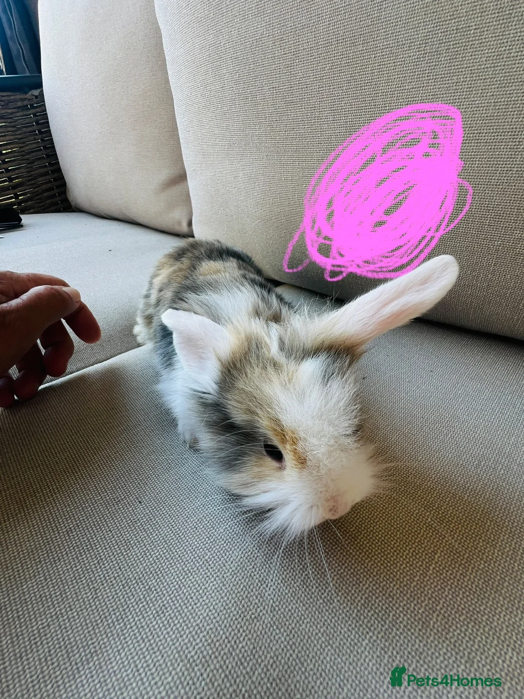 Mixed Breed rabbits for sale: Mini lops and lionhead baby rabbits - Advert 10