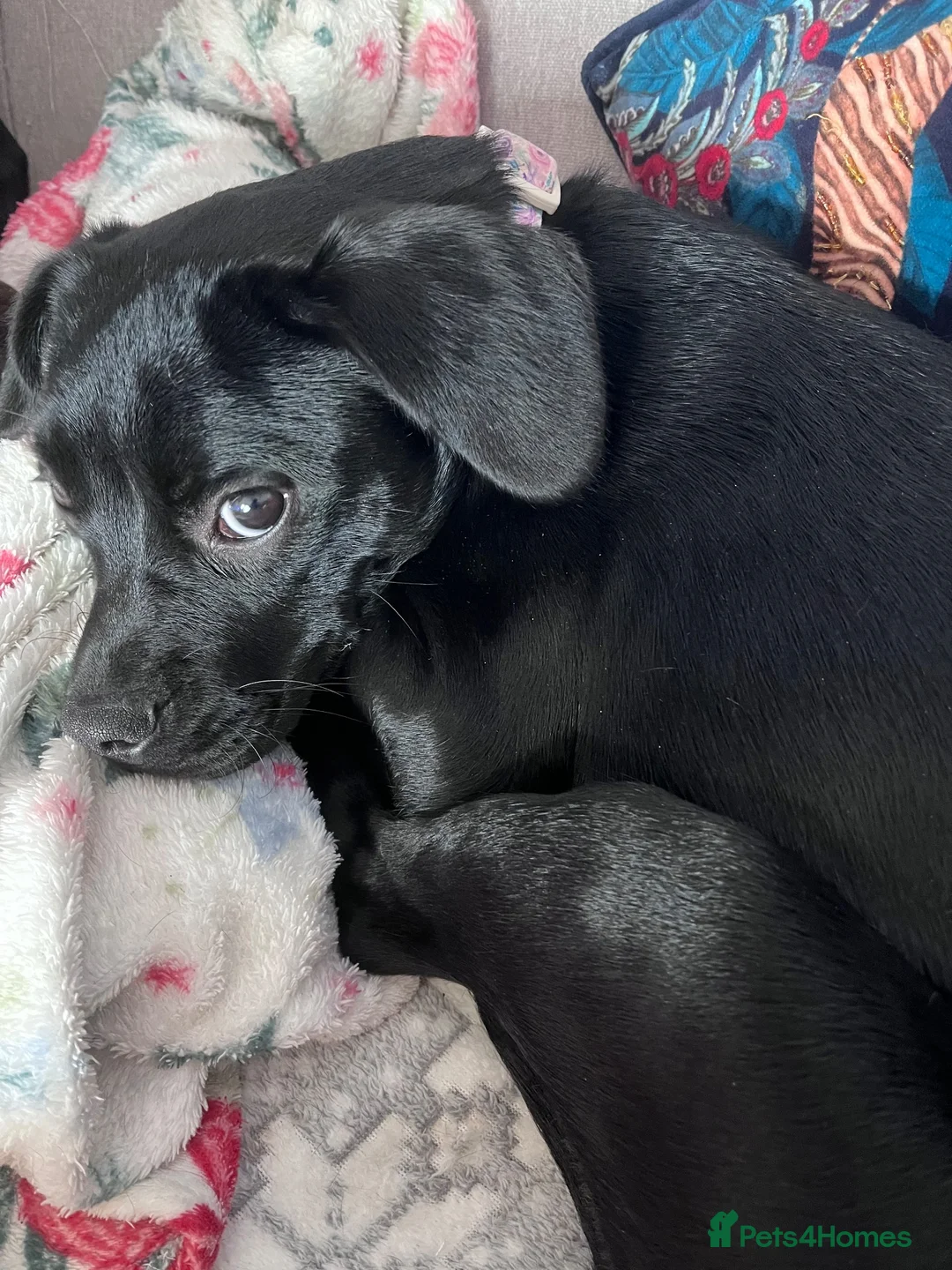 Mixed Breed dogs for sale: Beautiful Puppy Available  - Advert 3