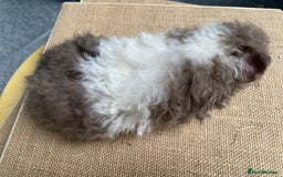 Guinea Pig rodents for sale: Stunning liliac bi texel  - Image 4