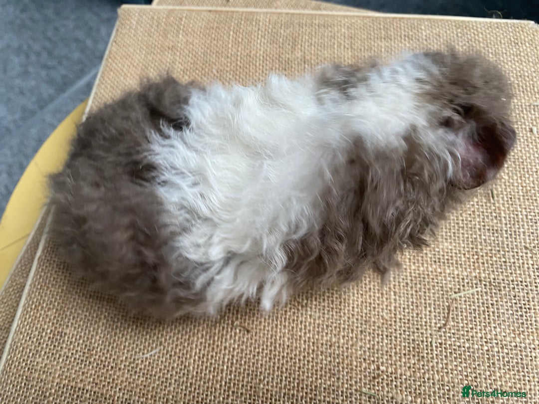 Guinea Pig rodents for sale: Stunning liliac bi texel  - Image 4