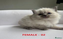 Ragdoll cats for sale: GCCF Ragdoll Kittens – Loving Homes 💕 - Image 6