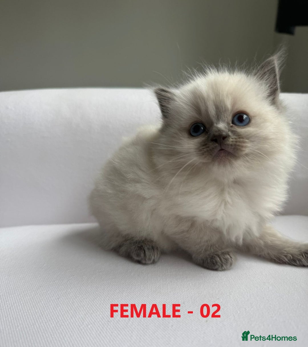 Ragdoll cats for sale: GCCF Ragdoll Kittens – Loving Homes 💕 - Image 6
