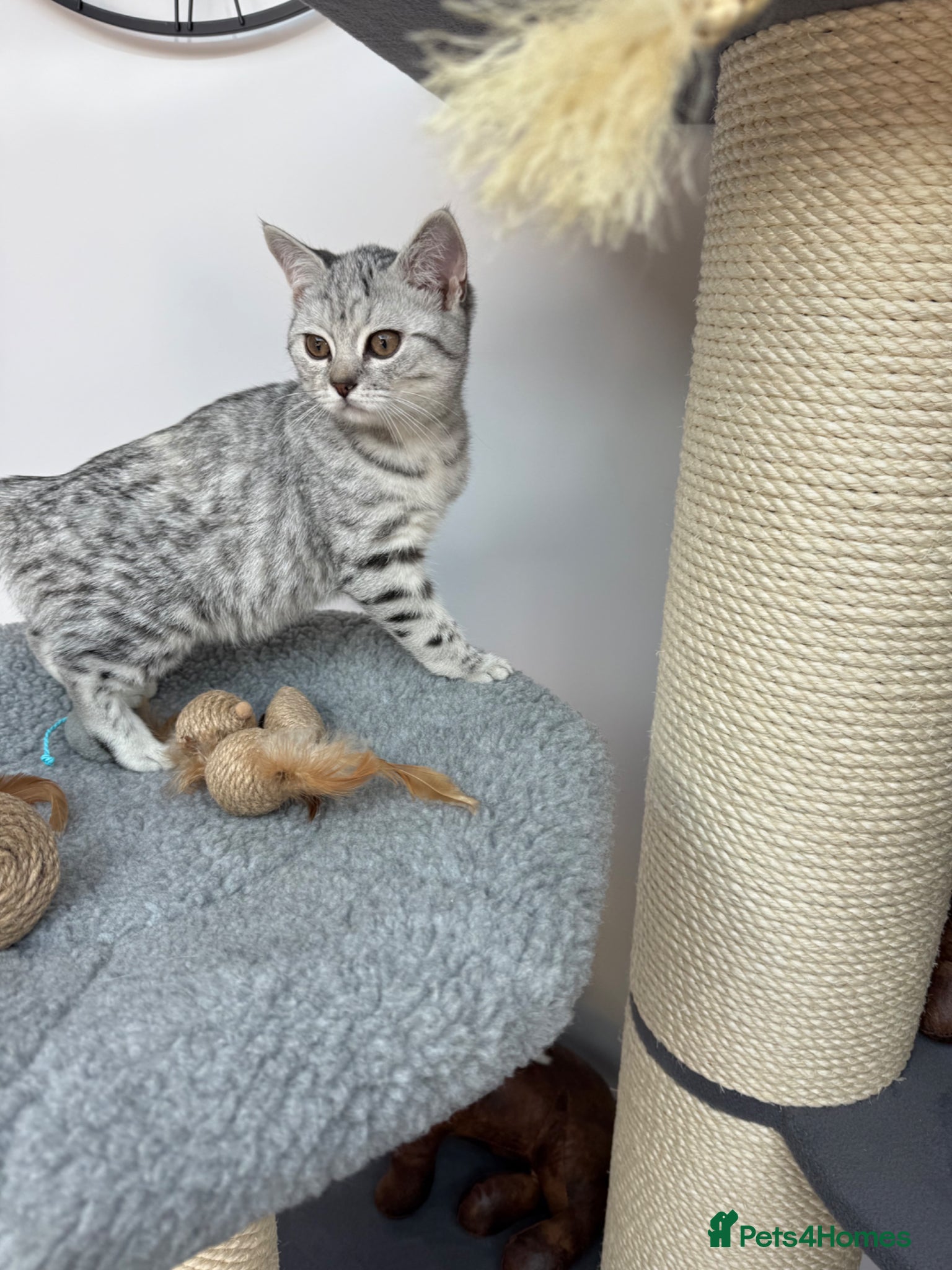 British Shorthair cats British shorthair  - Advert 1