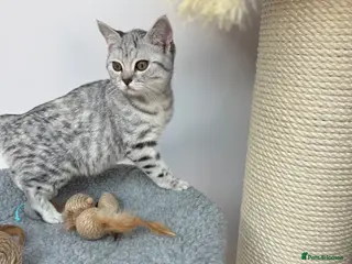 British Shorthair cats for sale: British shorthair - Advert 3