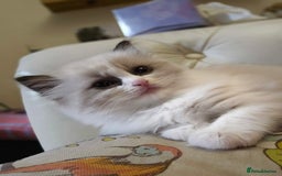 Ragdoll cats for sale: Three Ragdoll kittens - Image 20