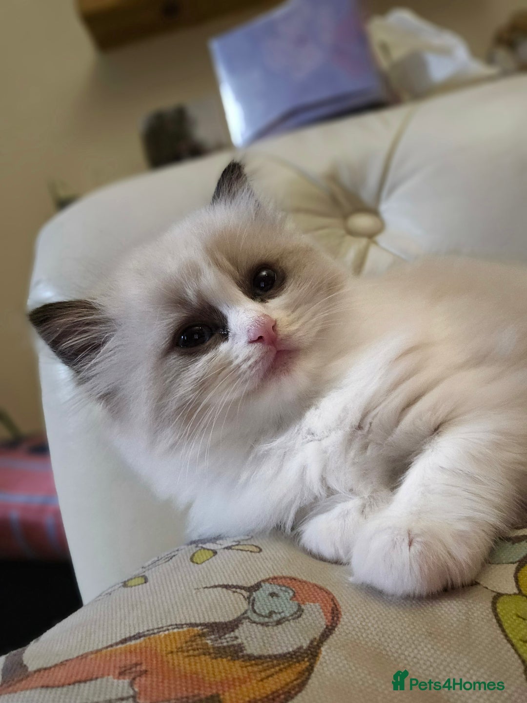 Ragdoll cats for sale: Three Ragdoll kittens - Image 20