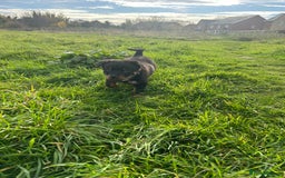 Rottweiler dogs for sale: Rottweiler puppy  - Advert 2