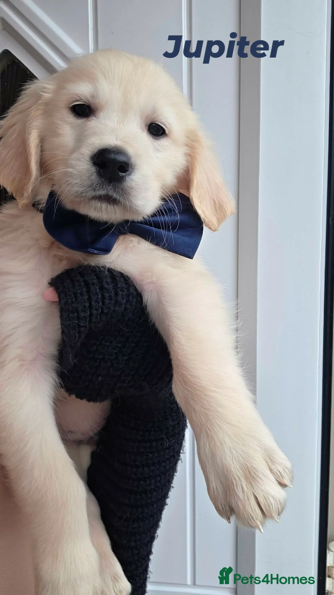 Golden Retriever dogs for sale: Golden retriever - Advert 34