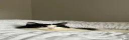 Mixed Breed cats for sale: Beautiful long haired tuxedo needs a home in London - Advert 5