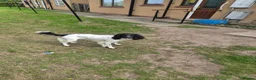 English Springer Spaniel dogs for sale: Mr stephen woodcock - Advert 9