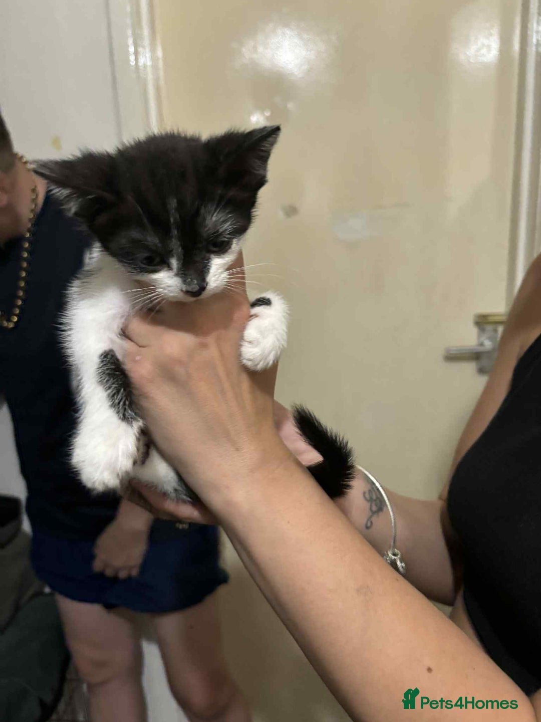 Mixed Breed cats for sale:  ****** ready to go - Image 2