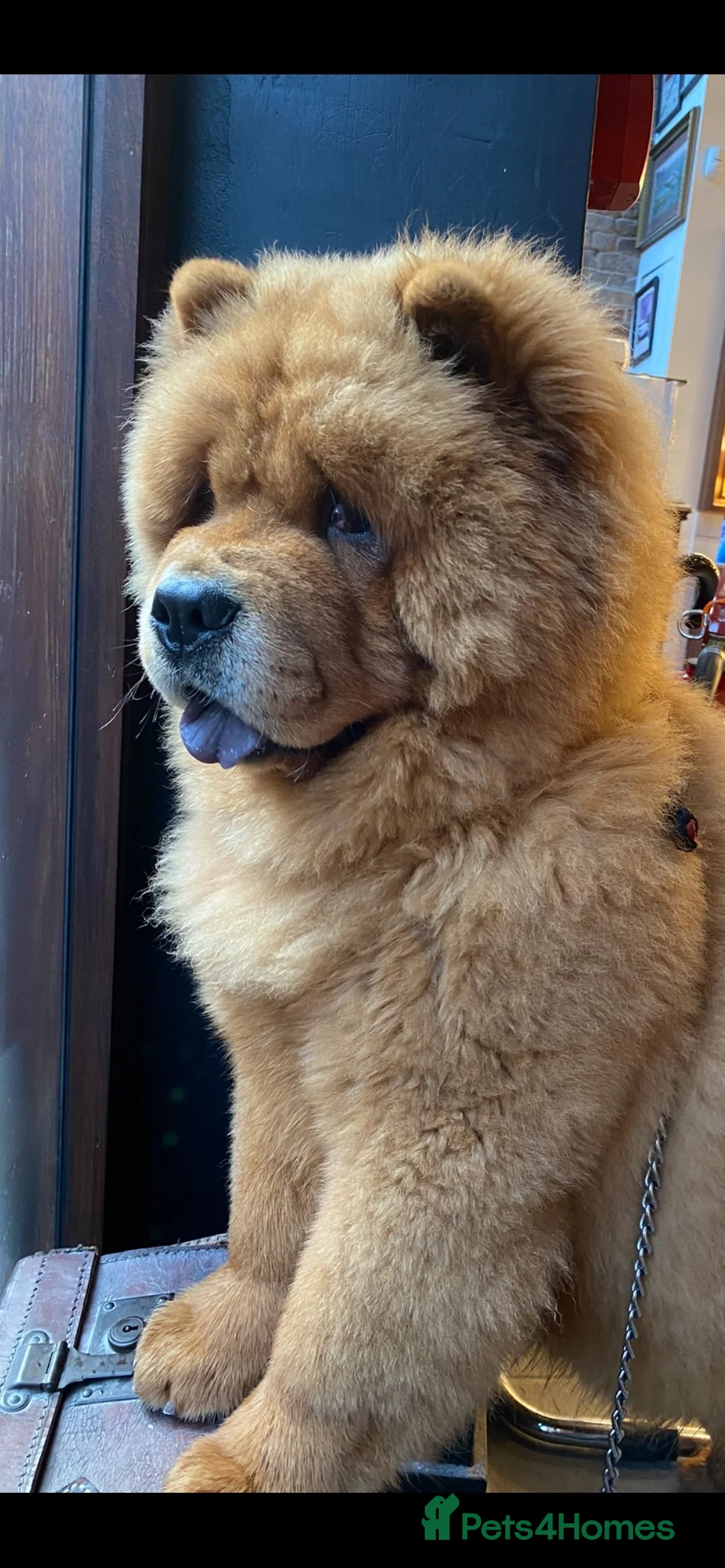 Chow Chow dogs for stud: Hesh  in Liverpool - Advert 1