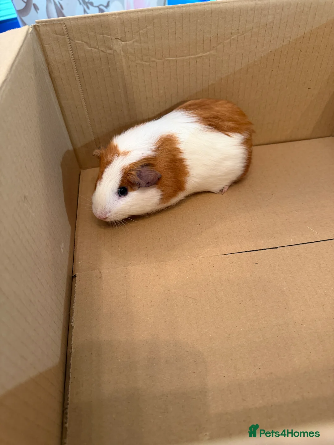 Guinea Pig rodents for sale: Gorgeous guinea pigs for sale - Advert 4
