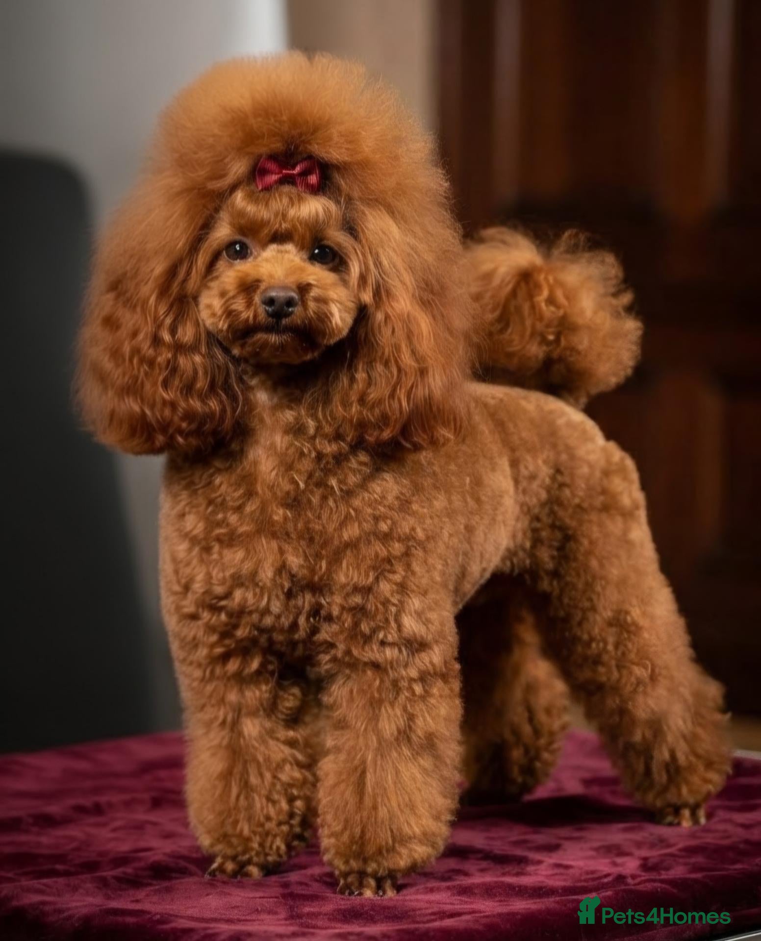 Toy Poodle dogs Stunning red toy poodle puppies - Advert 3
