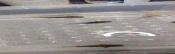 Other/Mixed Breed fish for sale: Baby Axolotl in Newport - Advert 3