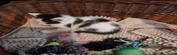 Mixed Breed cats for sale: Beautiful Kittens Looking for Loving Homes - Advert 11