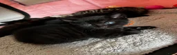 Bengal cats for sale: Beautiful Half Bengal Kittens - Ready Soon - Advert 13