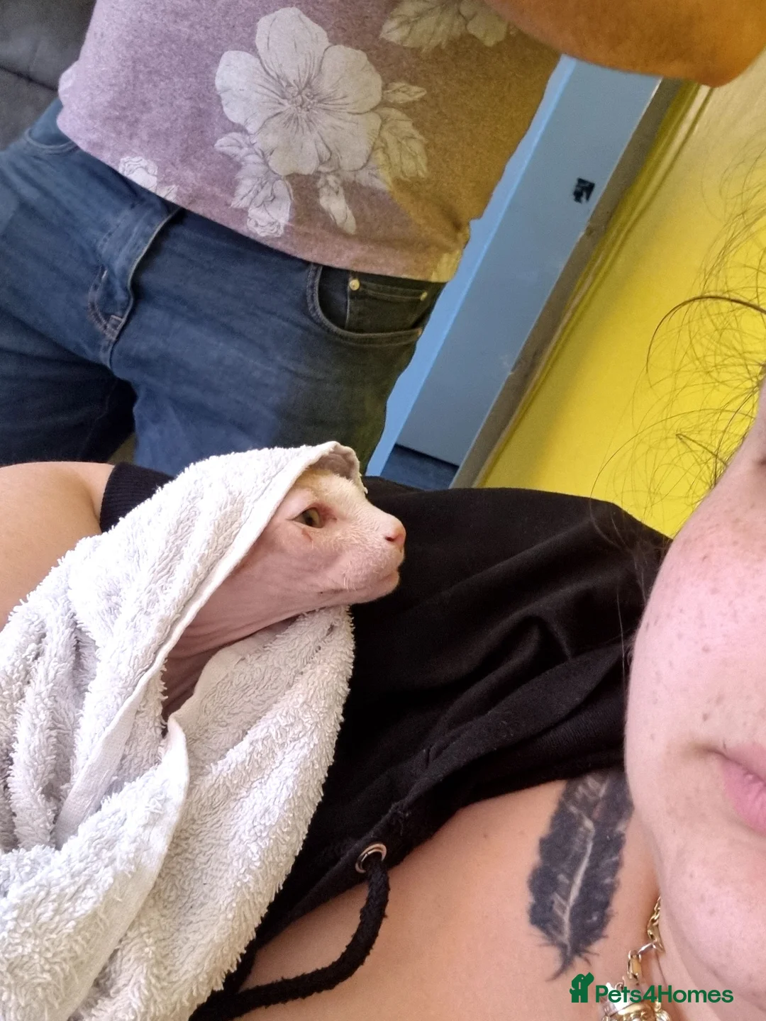 Sphynx cats for stud: Beautiful strong sphynx boy in Dewsbury - Advert 15