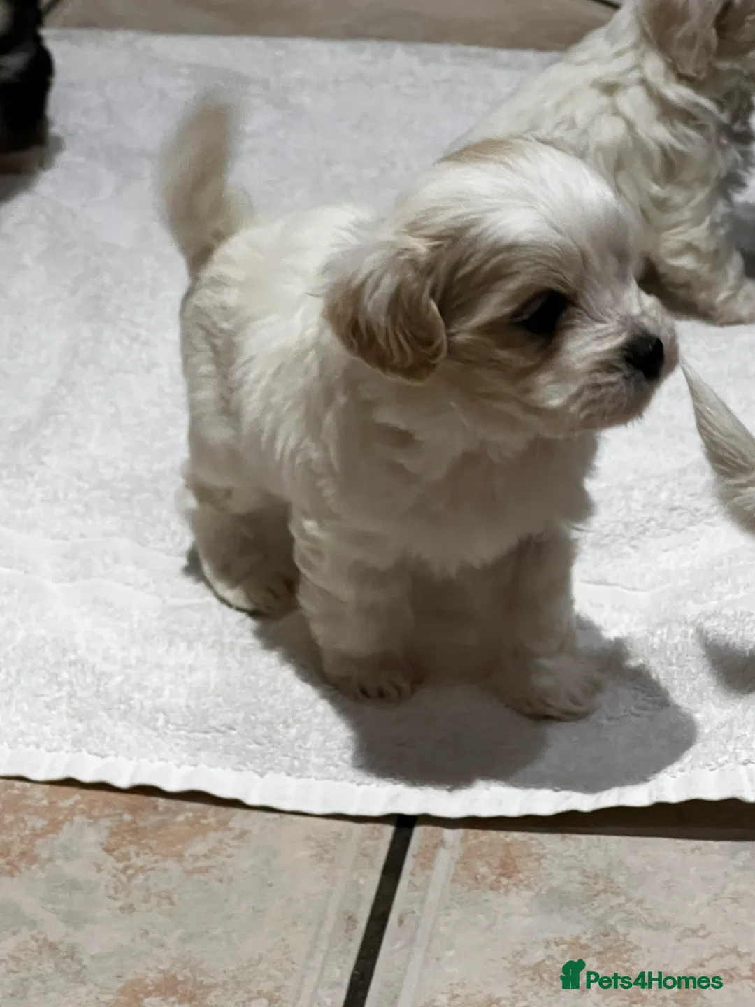 Bichon Frise dogs for sale: Male Bichon Frise 8 WEEKS OLD. Health and active  - Advert 2