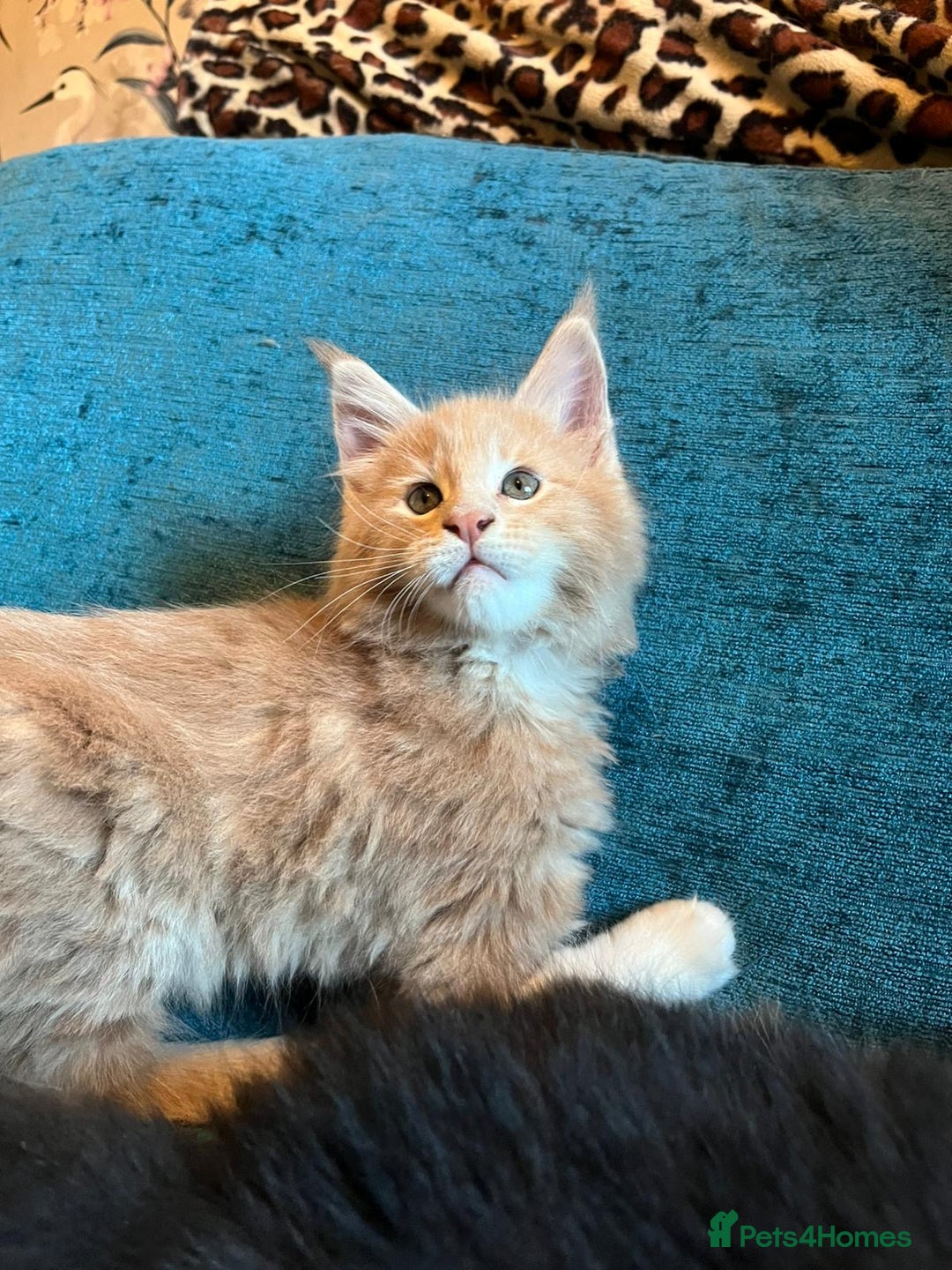 Maine Coon cats for sale: Ready now Beautiful chunky Maine coon kittens - Advert 12