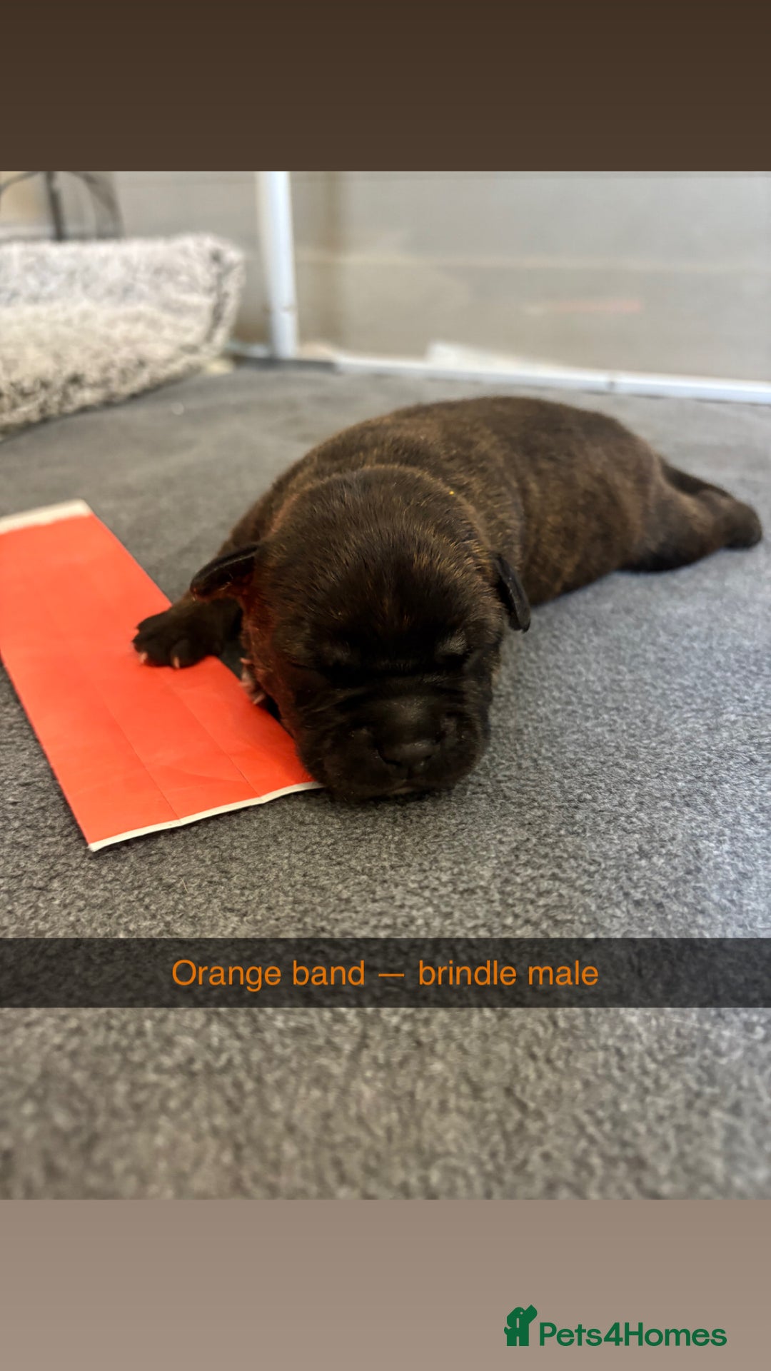 Staffordshire Bull Terrier dogs for sale: Staffordshire bull terrier puppy’s  - Image 12
