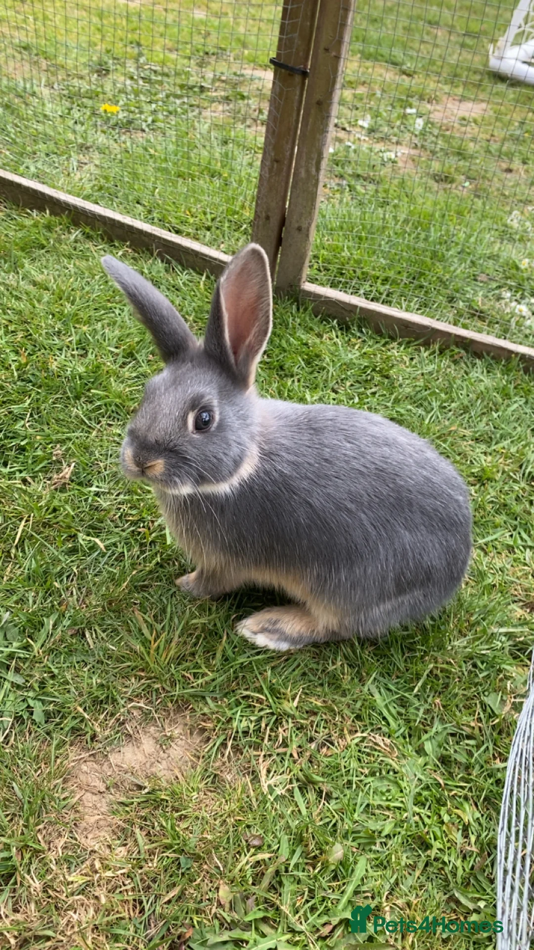 Mixed Breed rabbits for sale: 2 month old female rabbit  in Cranbrook - Advert 2
