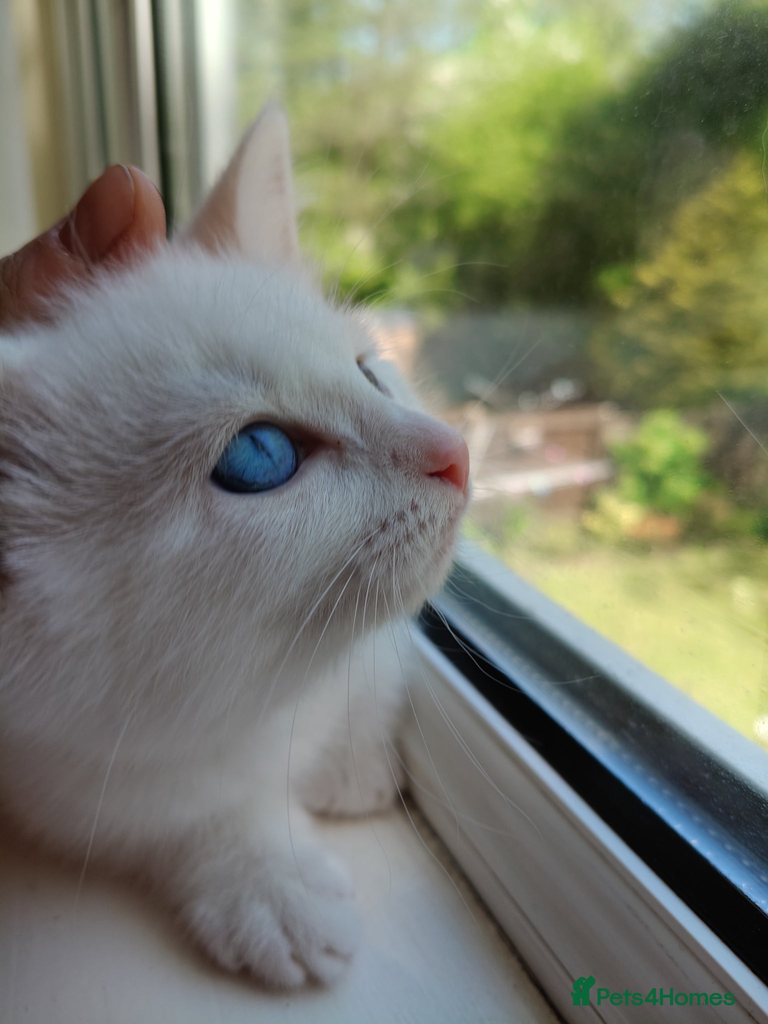 European cats Adorable Little Kittens  - Advert 1