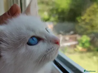 European cats Adorable Little Kittens - Advert 12