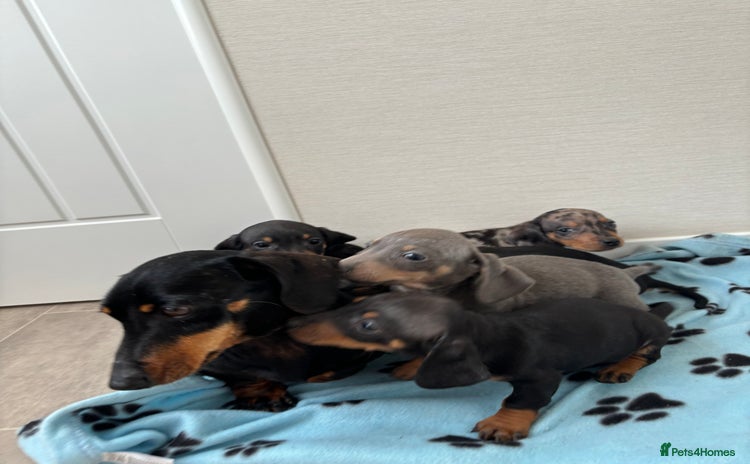 Miniature Dachshund dogs - Advert 1