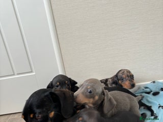 Miniature Dachshund dogs - Advert 14