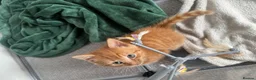 Mixed Breed cats for sale: 4 playful kittens ready for their new home - Advert 14