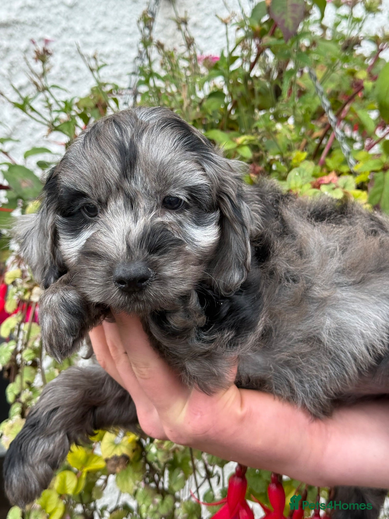 Cockapoo dogs Ready Now Stunning F1 Cockapoos - Advert 1