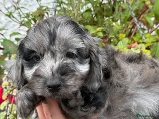 Cockapoo dogs Ready Now Stunning F1 Cockapoos - Advert 1