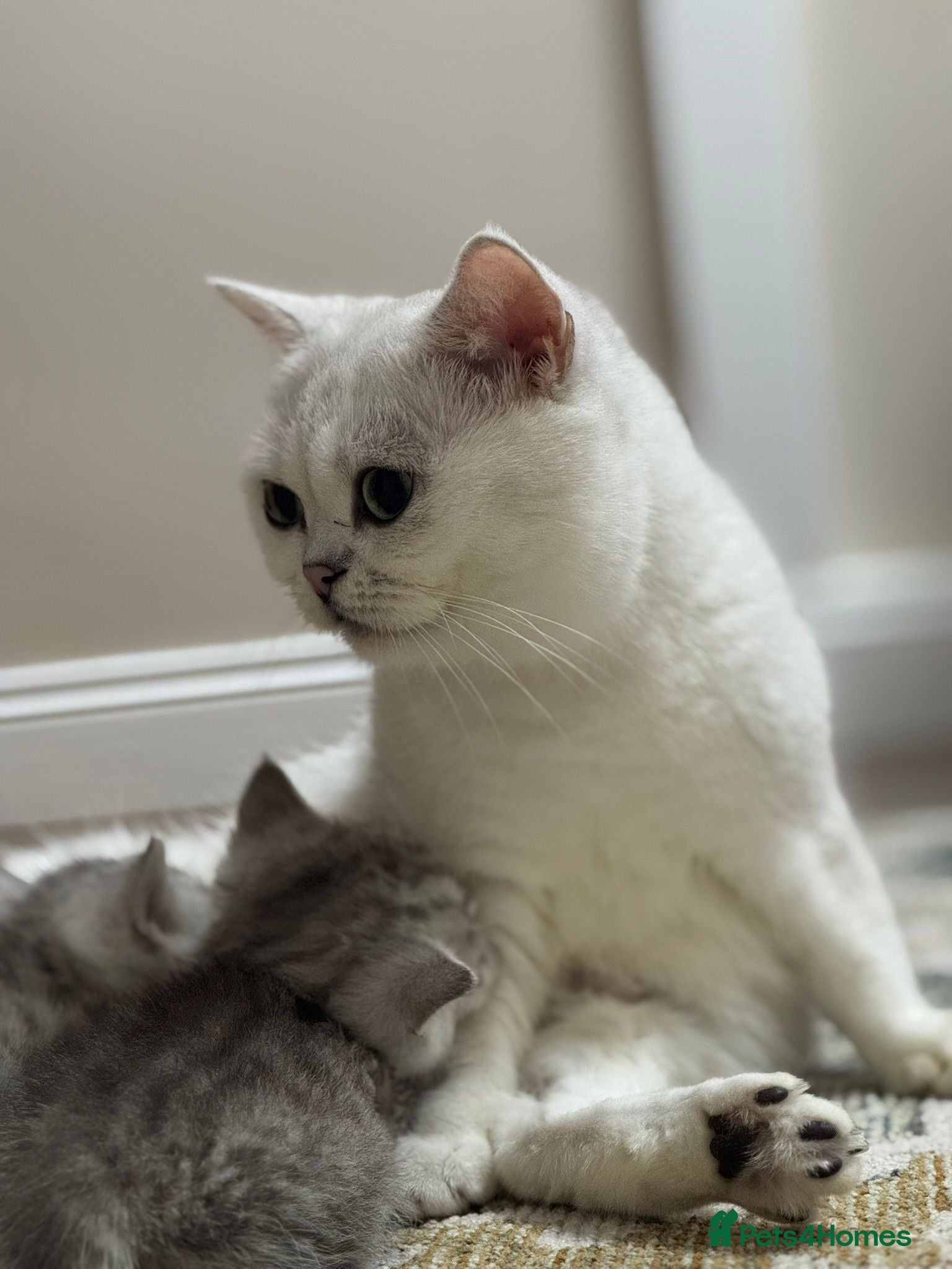 British Shorthair cats TICA Registered BSH Kittens - Advert 1