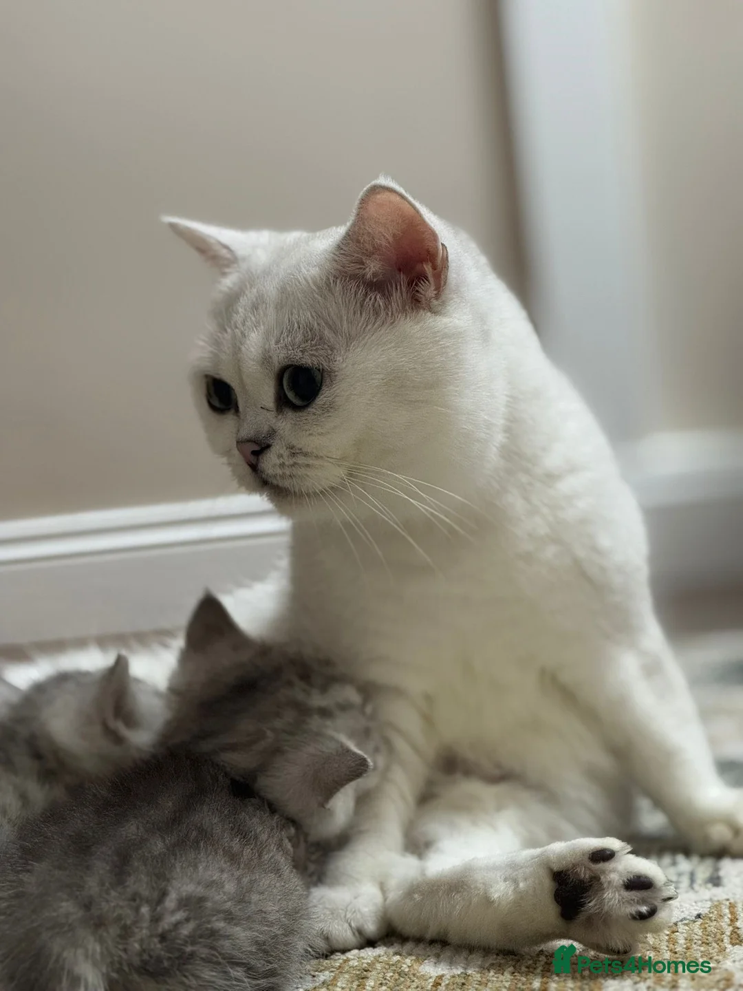British Shorthair cats for sale: TICA Registered BSH Kittens - Advert 1