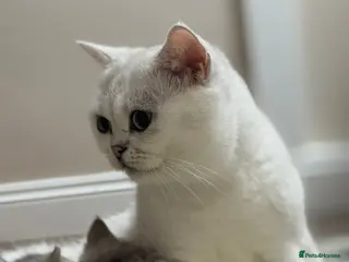 British Shorthair cats TICA Registered BSH Kittens - Advert 1