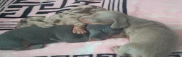 Dachshund dogs for sale: Puppy  in Bolton - Advert 10