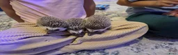 Pygmy Hedgehog rodents for sale: Females African pigmy hedgehogs  - Advert 4