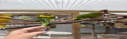 Parakeets birds for sale: X2 male Kakariki parrots  - Advert 2