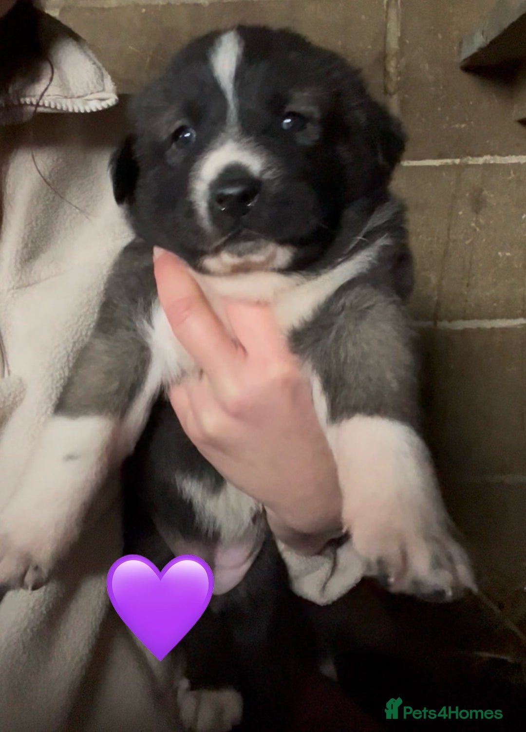 Mixed Breed dogs for sale: Turkish kangal x Caucasian pups  - Advert 1