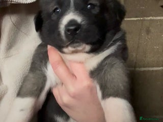 Mixed Breed dogs Turkish kangal x Caucasian pups - Advert 1