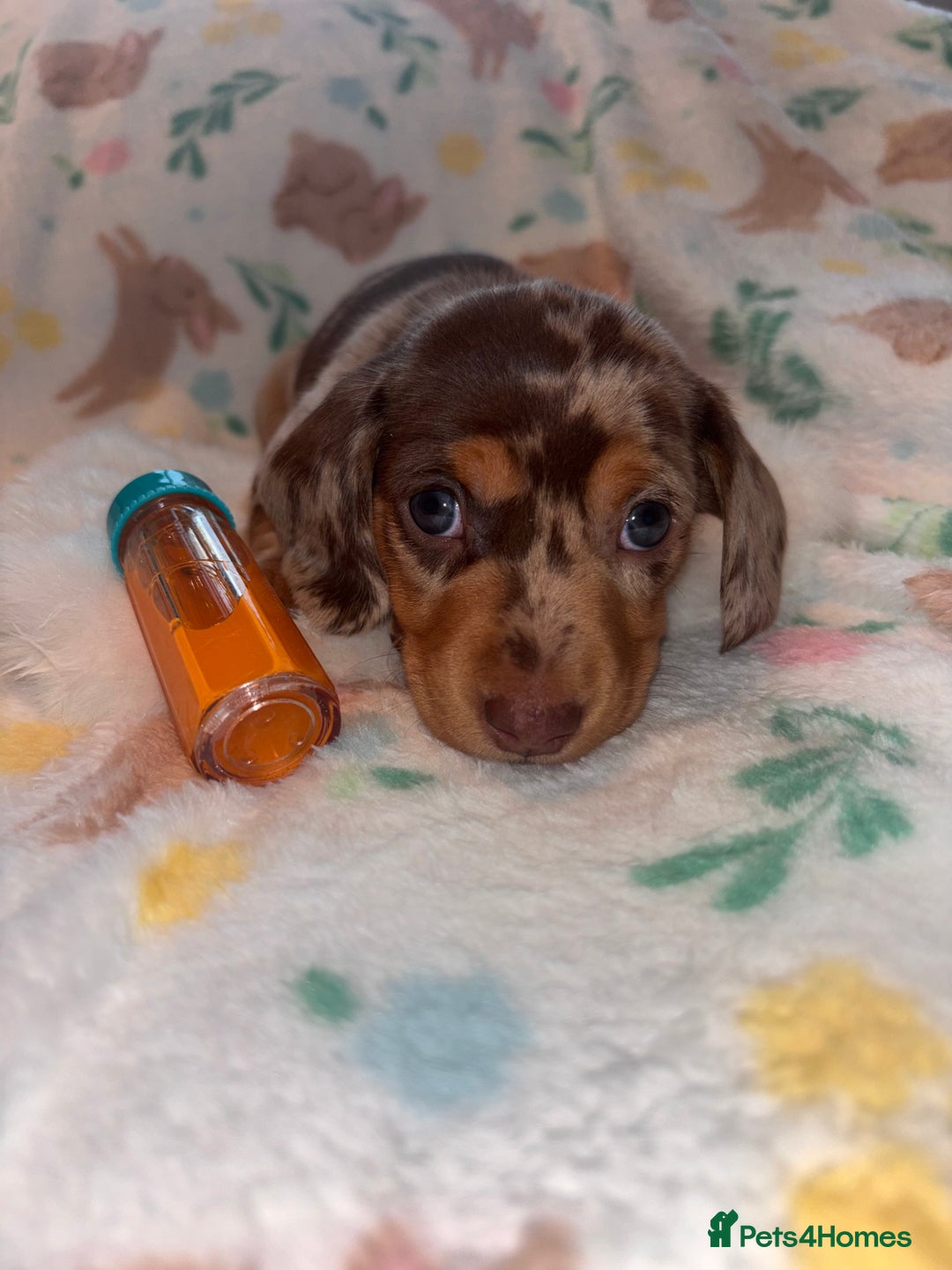 Miniature Dachshund dogs for sale: Dreamy miniature dachshunds  - Advert 13