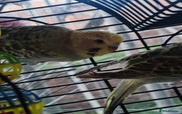 Budgerigars birds for sale: Budgies  - Image 5