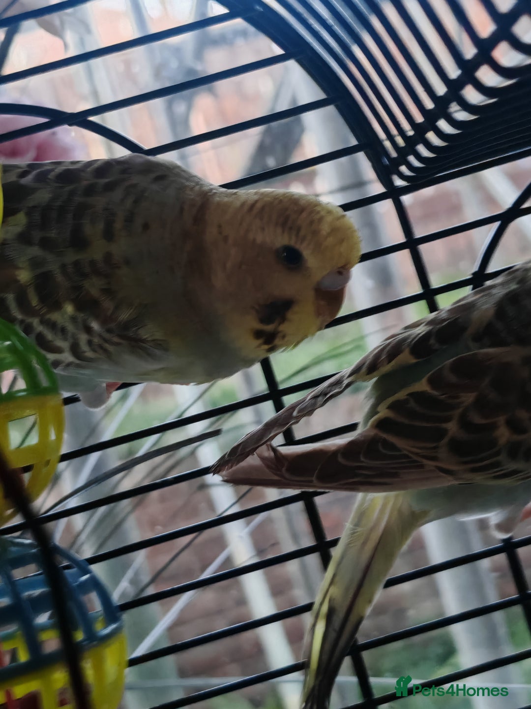 Budgerigars birds for sale: Budgies  - Image 5